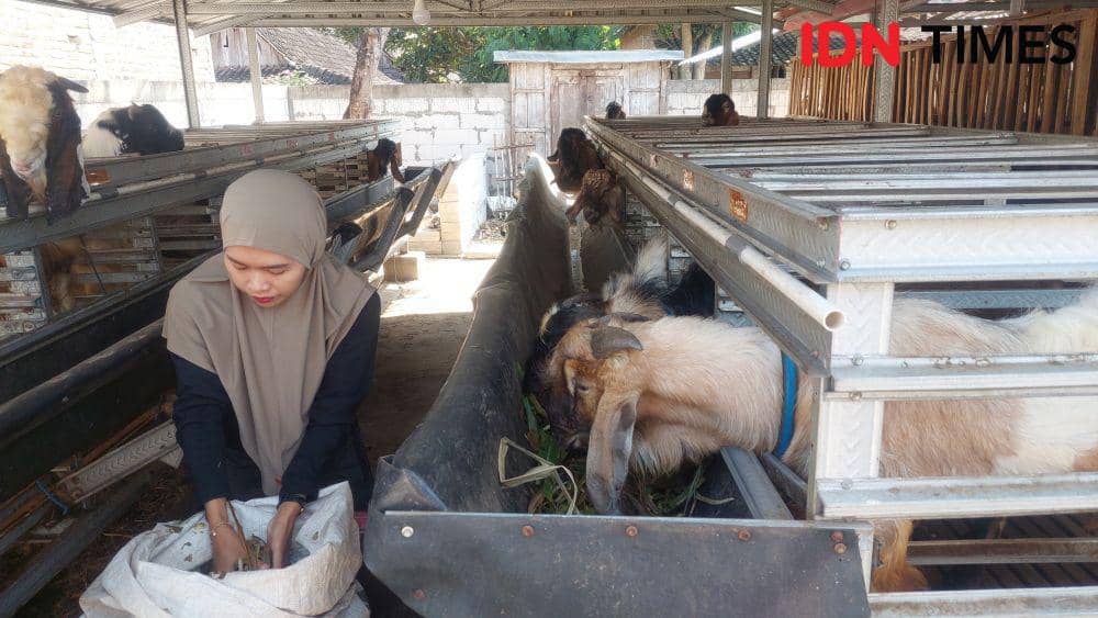 Pasangan suami istri (pasutri) Satria dan Luluk penjual hewan kurban asal Desa Kaliabu, Kecamatan Mejayan, Kabupaten Madiun. IDN Times/ Riyanto.