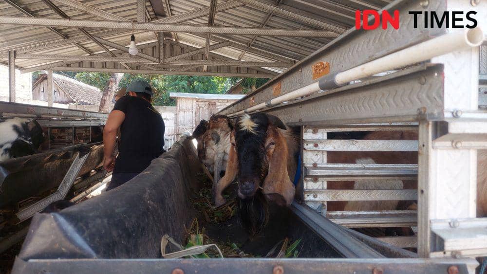 Pasangan suami istri (pasutri) Satria dan Luluk penjual hewan kurban asal Desa Kaliabu, Kecamatan Mejayan, Kabupaten Madiun. IDN Times/ Riyanto.