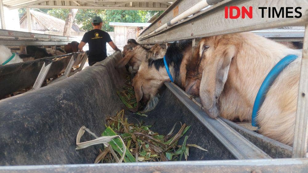 Pasangan suami istri (pasutri) Satria dan Luluk penjual hewan kurban asal Desa Kaliabu, Kecamatan Mejayan, Kabupaten Madiun. IDN Times/ Riyanto.