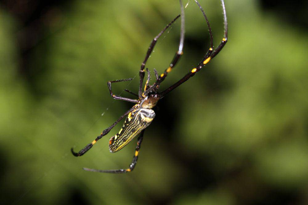 Laba-laba jaring emas (inaturalist.org/samuel_guiraudou)