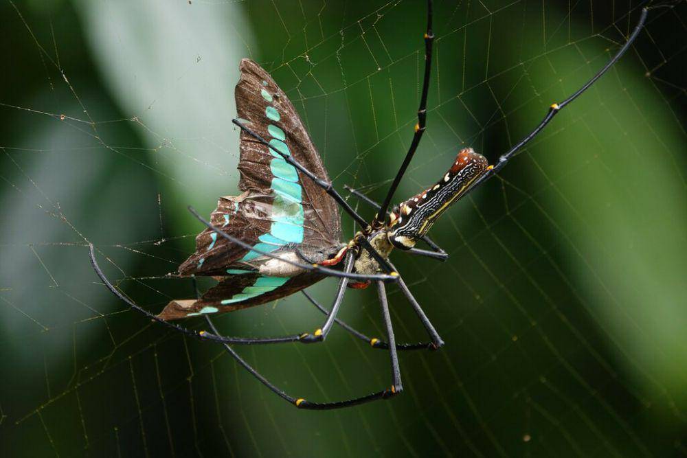Laba-laba jaring emas (inaturalist.org/sohkamyung)
