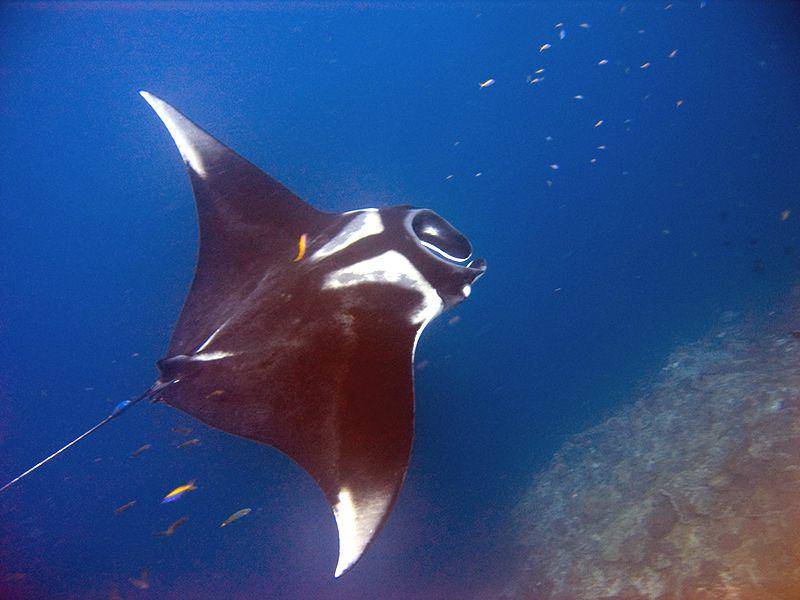 ilustrasi pari manta raksasa (commons.wikimedia.org/jon hanson)
