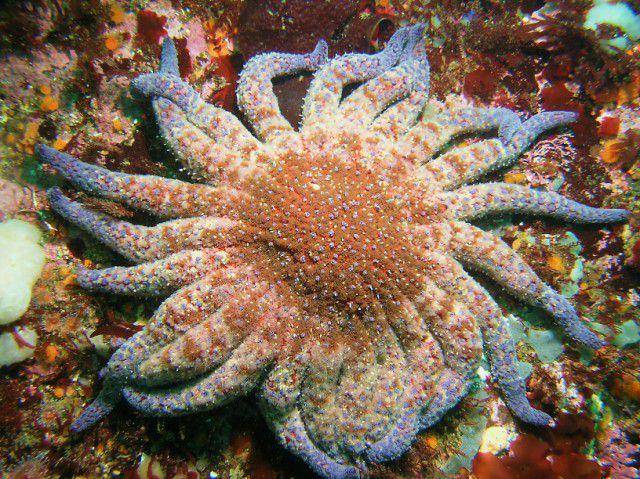 sunflower sea star (commons.wikimedia.org/Ed Bierman)