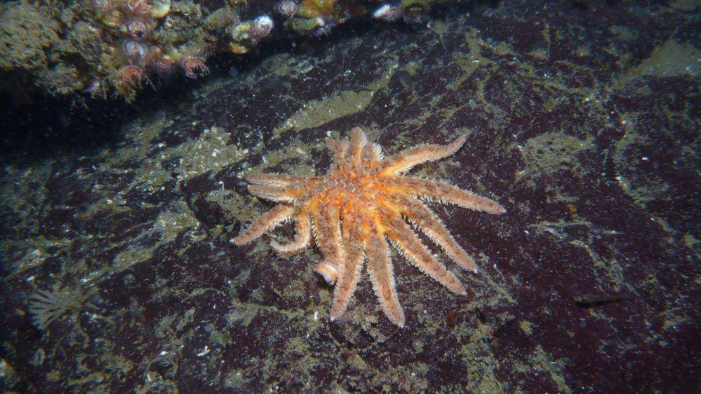 sunflower sea star (commons.wikimedia.org/Jonathan Martin)
