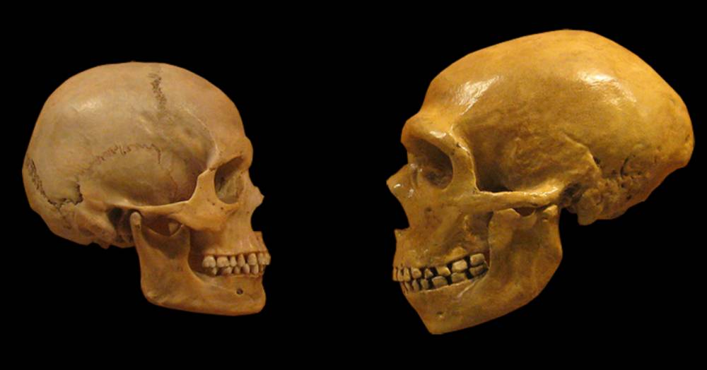ilustrasi Neanderthal (commons.wikimedia.org)
