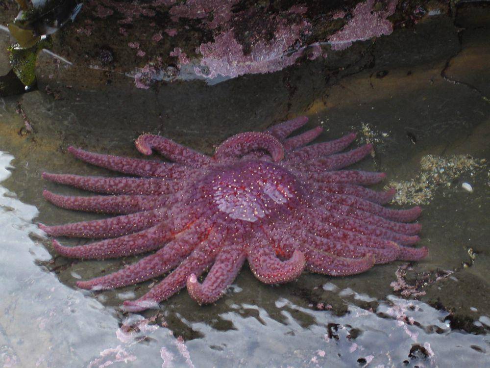 sunflower sea star (commons.wikimedia.org/Eric Chan)