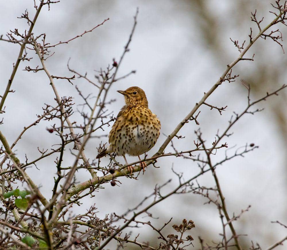 Song thrush (pixabay.com/Kev)