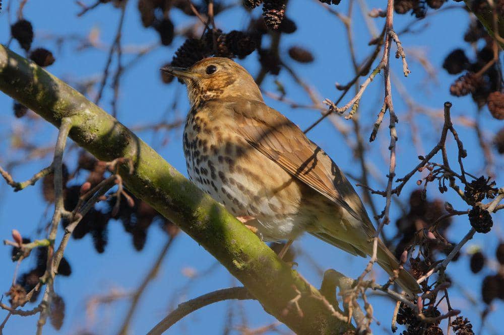 Song thrush (pixabay.com/ZenAga)