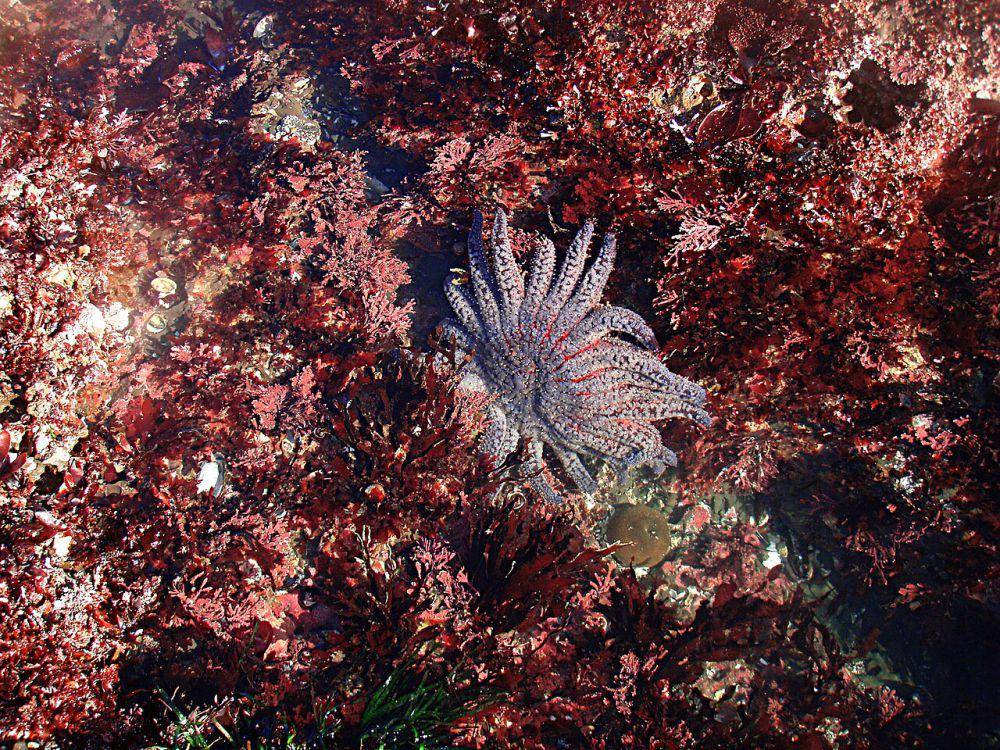 sunflower sea star (commons.wikimedia.org/Brocken Inaglory)