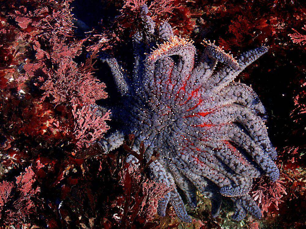 sunflower sea star (commons.wikimedia.org/Brocken Inaglory)