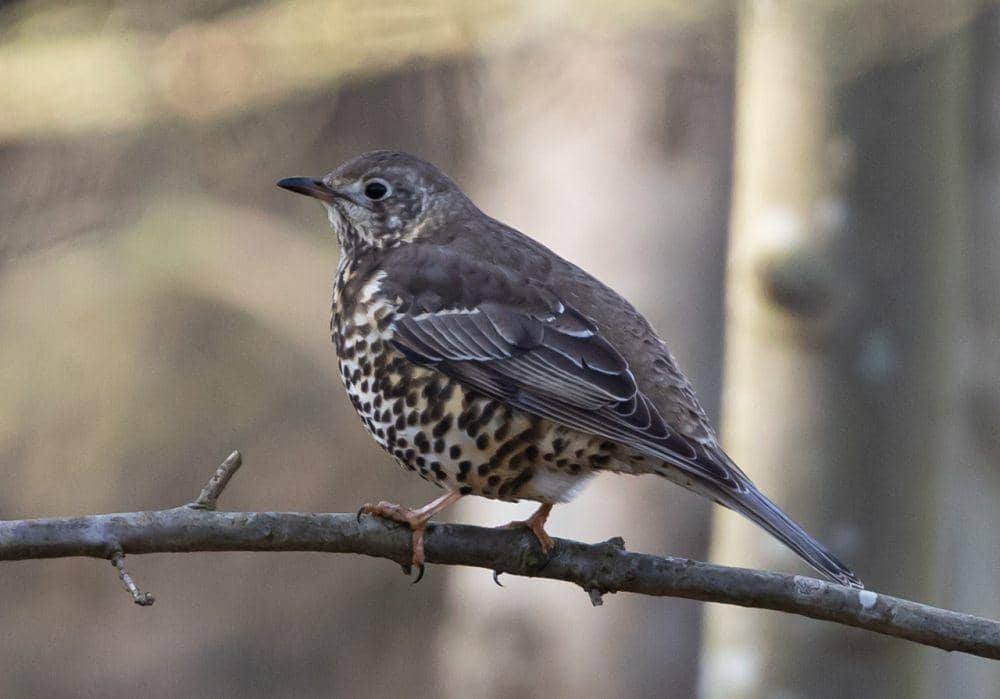 Song thrush (pixabay.com/Kev)