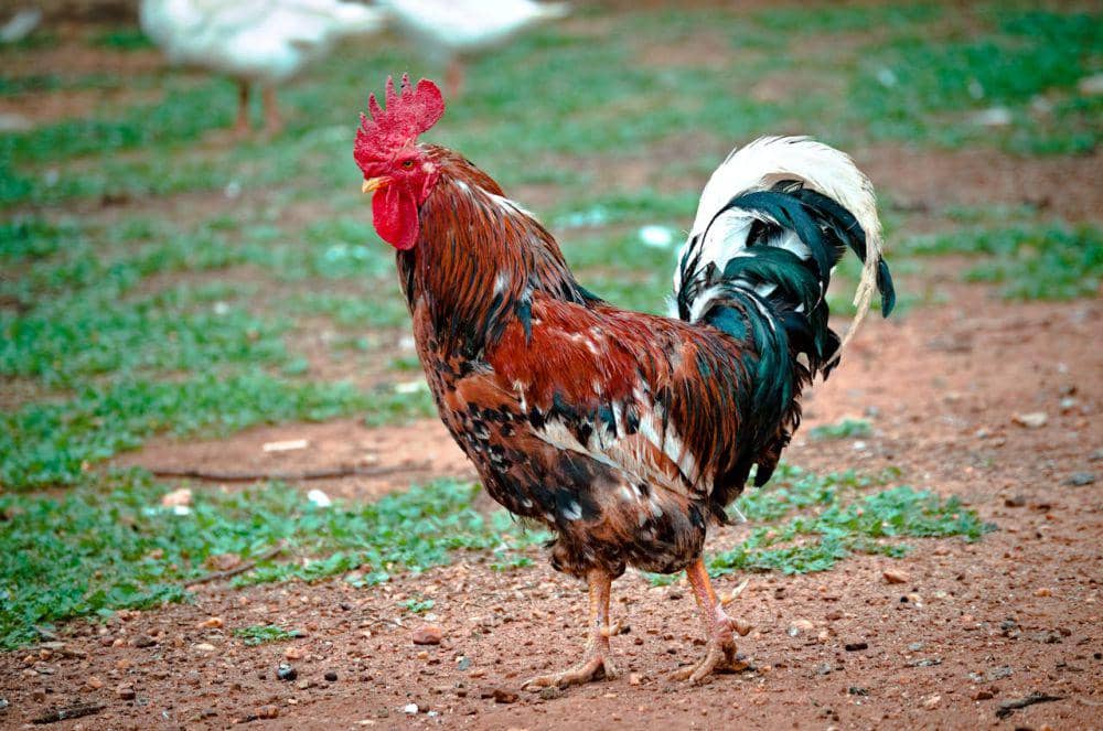 ilustrasi ayam jago (pexels.com/Linken Van Zyl)