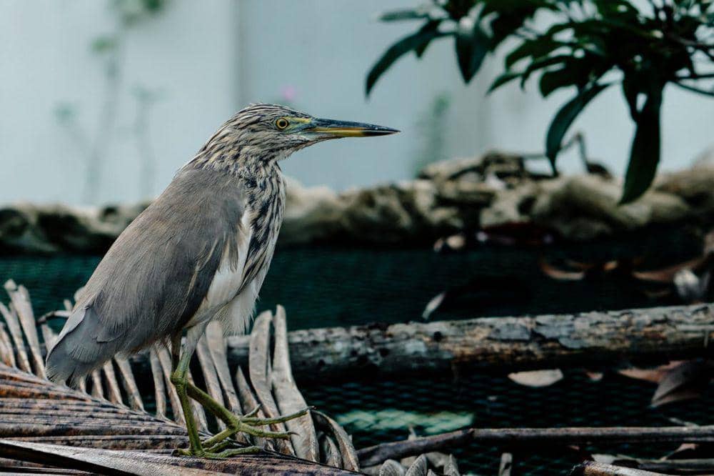 ilustrasi burung berparuh tajam (pexels.com/lalu_ua)