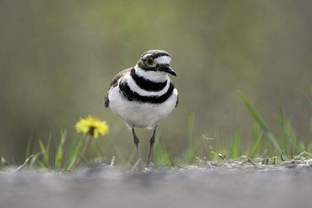 Killdeer (commons.m.wikimedia.org/Lorie Shaull)
