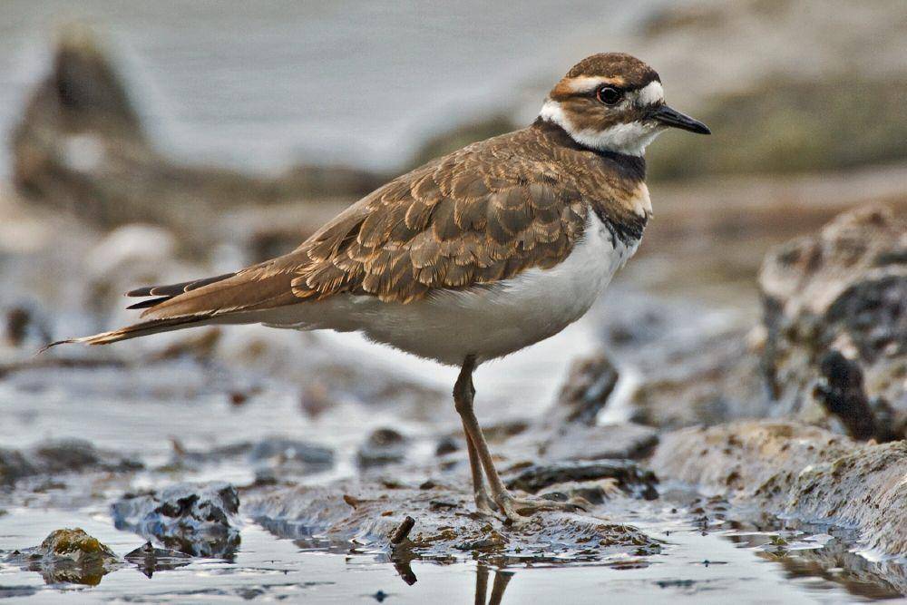 Killdeer (commons.m.wikimedia.org/Alan D. Wilson)