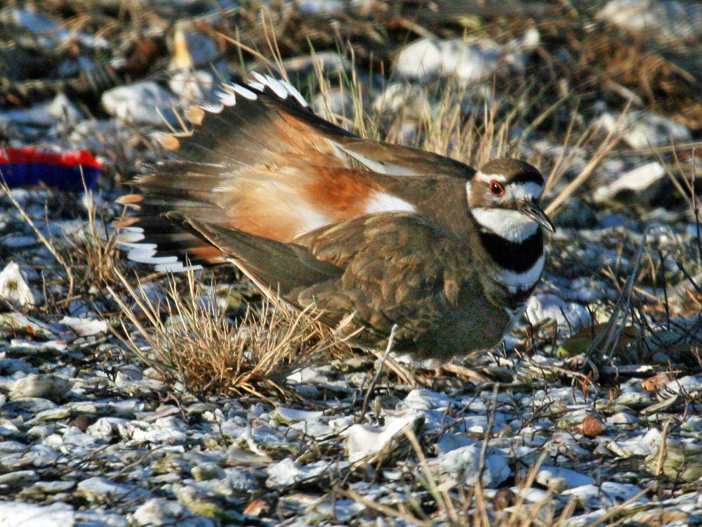 Killdeer (commons.m.wikimedia.org/Dick Daniels)
