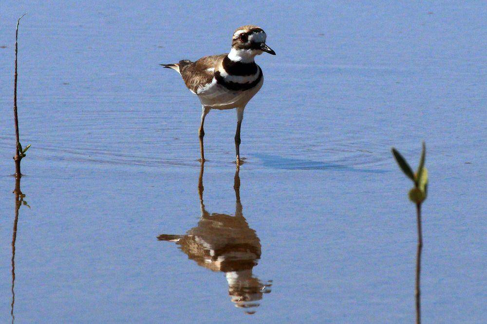 Killdeer (commons.m.wikimedia.org/Charles J. Sharp)
