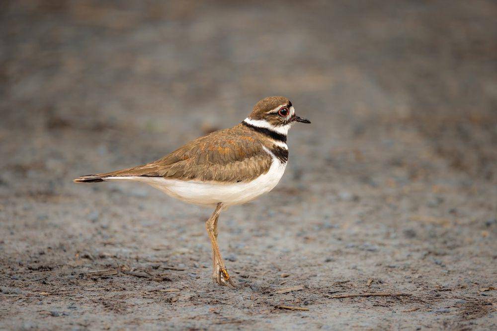 Killdeer (pixabay.com/Mohan Nannapaneni)