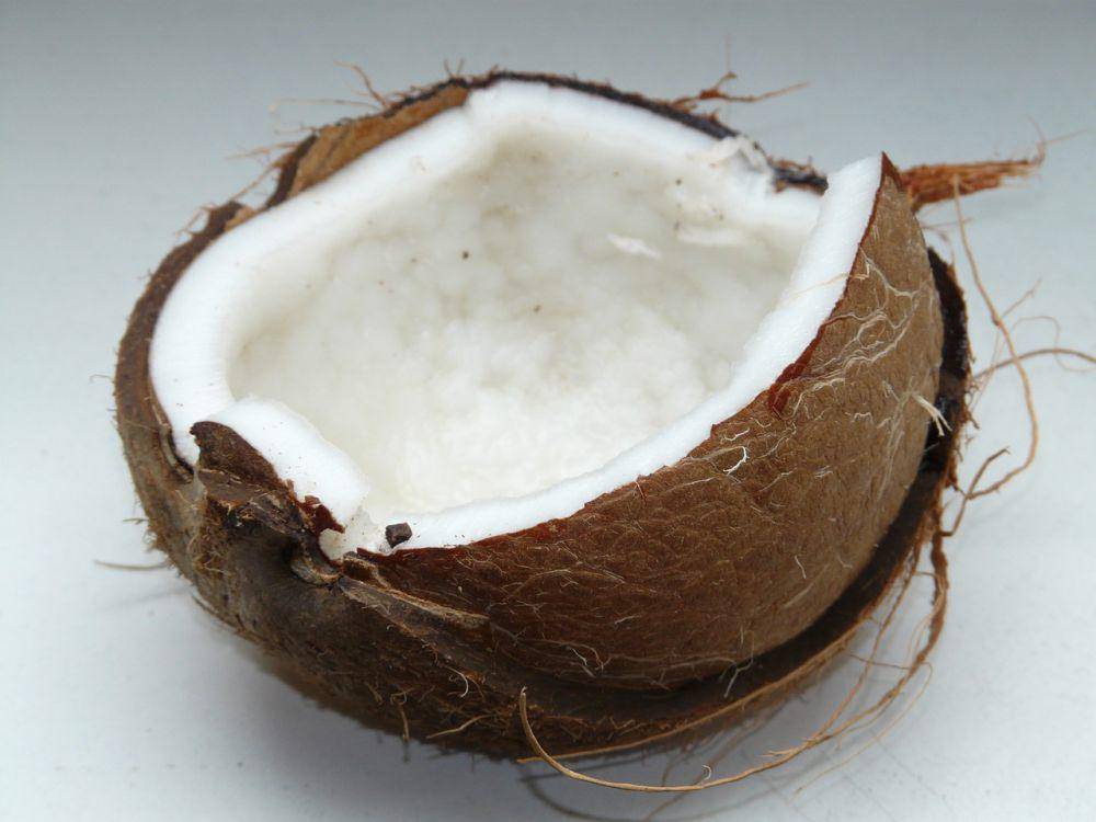ilustrasi buah kelapa (pixabay.com/Hans)