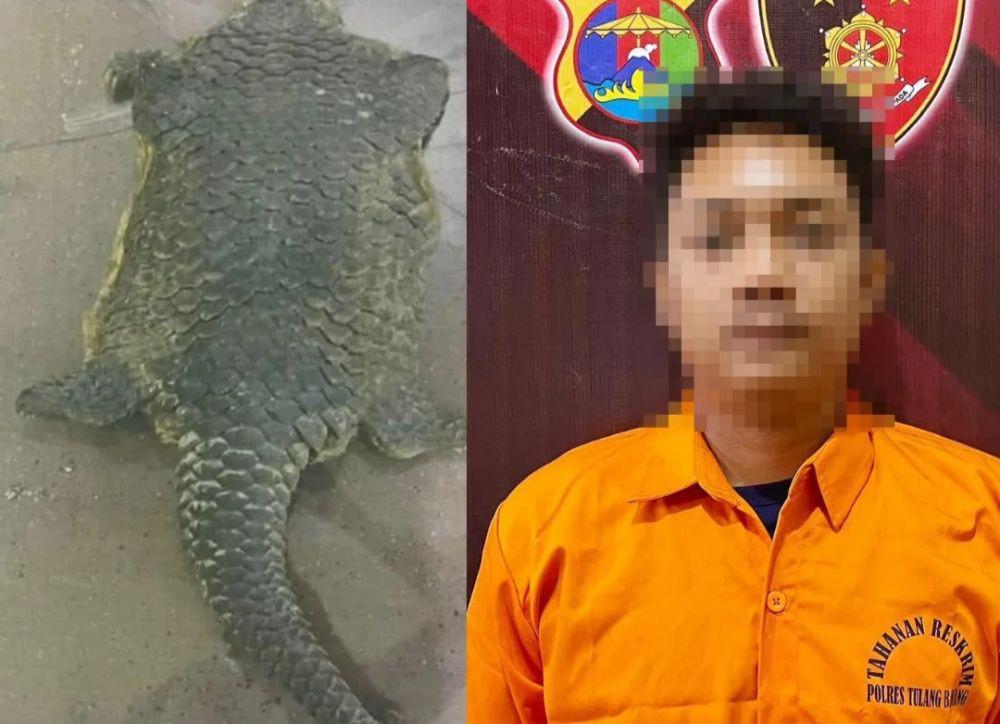 Jajakan Bangkai Tenggiling, Pemuda Tulang Bawang Ditangkap saat COD