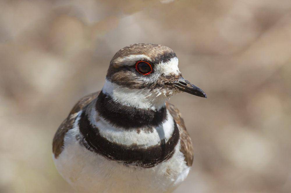 Killdeer (pixabay.com/Roaming Owls.com)