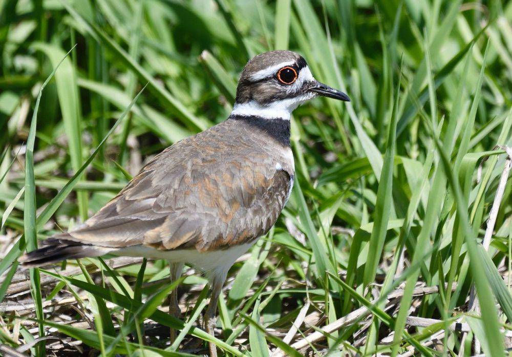 Killdeer (pixabay.com/Rick Wunderle)