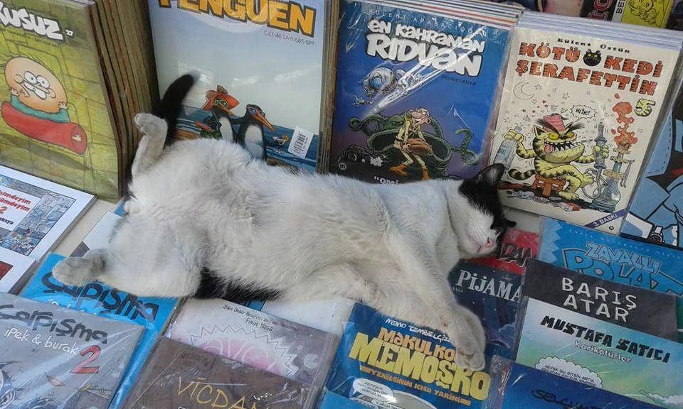 10 Potret Kucing Tidur di Atas Buku, Lelah Belajar?