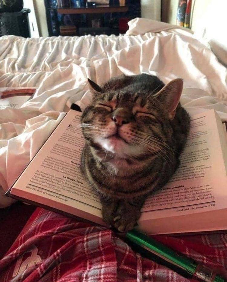 potret kucing tidur di atas buku (x.com/kenzhadley)