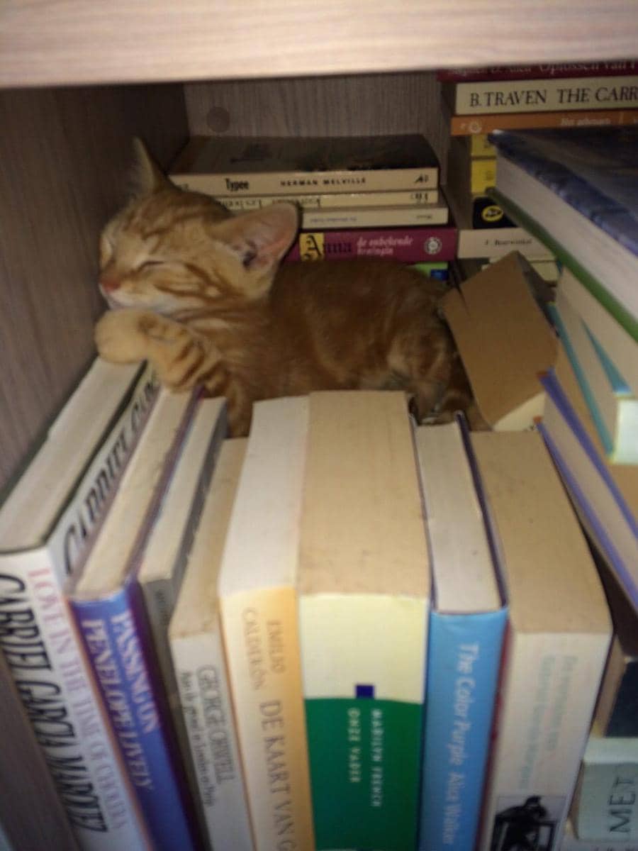 potret kucing tidur di atas buku (reddit.com/user/Nino96)