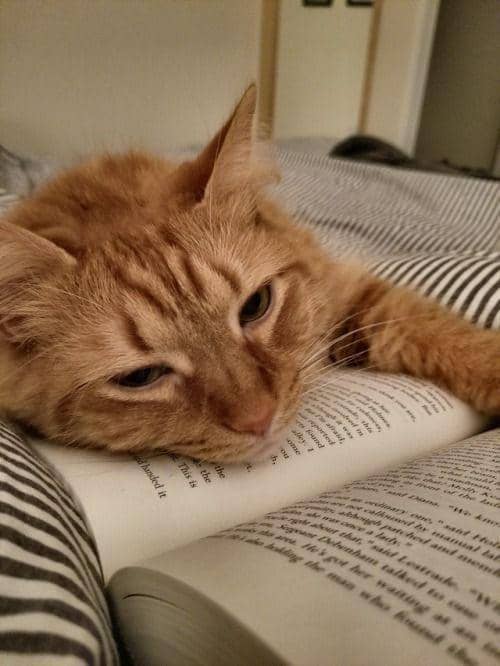 potret kucing tidur di atas buku (x.com/kenzhadley)