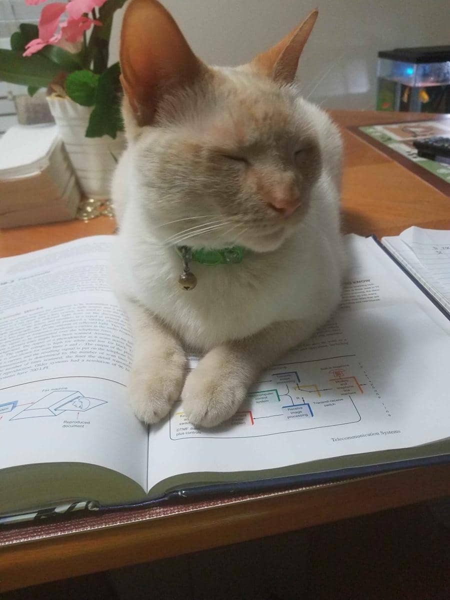 potret kucing tidur di atas buku (reddit.com/user/Jerry_41)