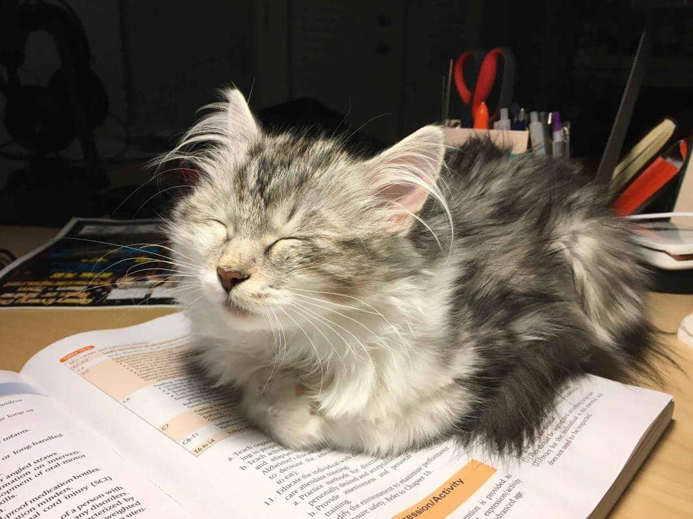 potret kucing tidur di atas buku (reddit.com/user/fanzy_)