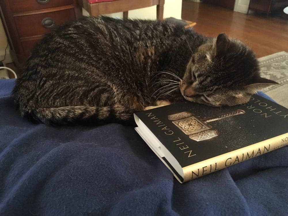 potret kucing tidur di atas buku (reddit.com/user/InaccurateDirection)