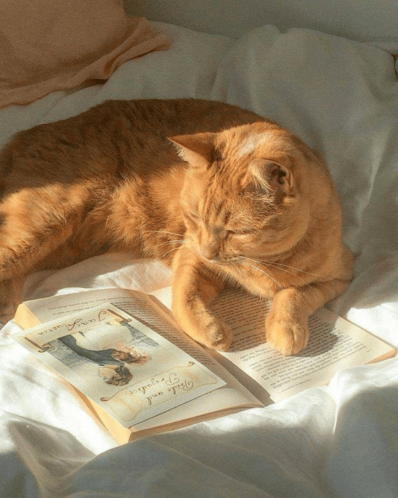 potret kucing tidur di atas buku (reddit.com/user/PlantFalls)