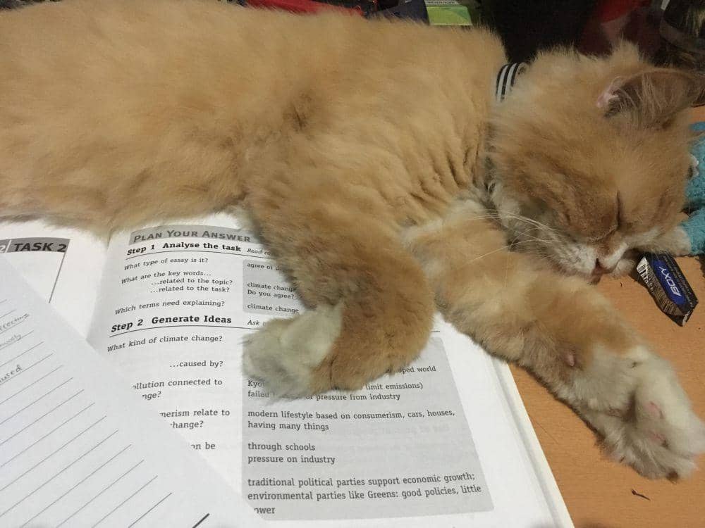 potret kucing tidur di atas buku (reddit.com/user/Pojekkec)