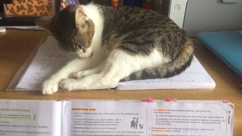 potret kucing tidur di atas buku (reddit.com/user/myfriendlyshadow)