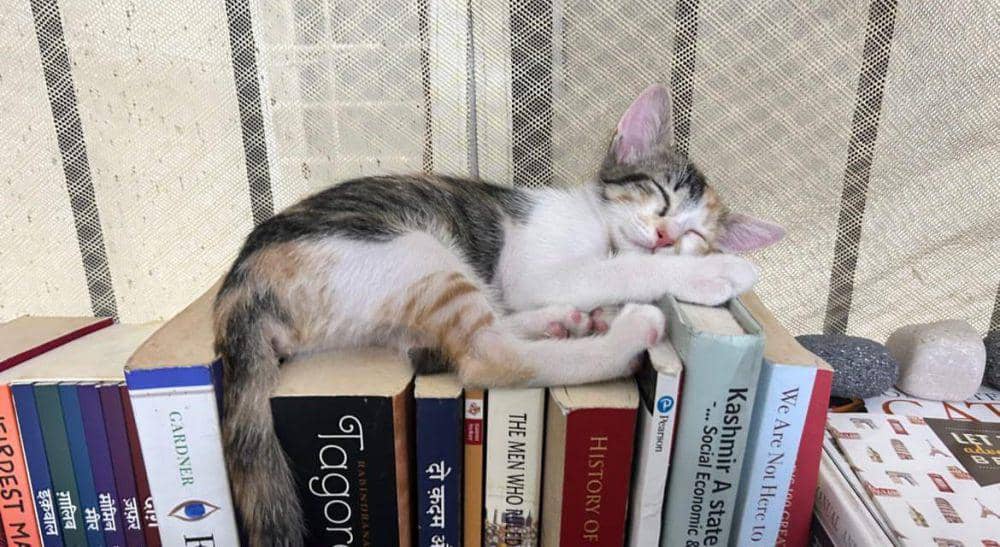 potret kucing tidur di atas buku (reddit.com/user/CommunityWarm4283)