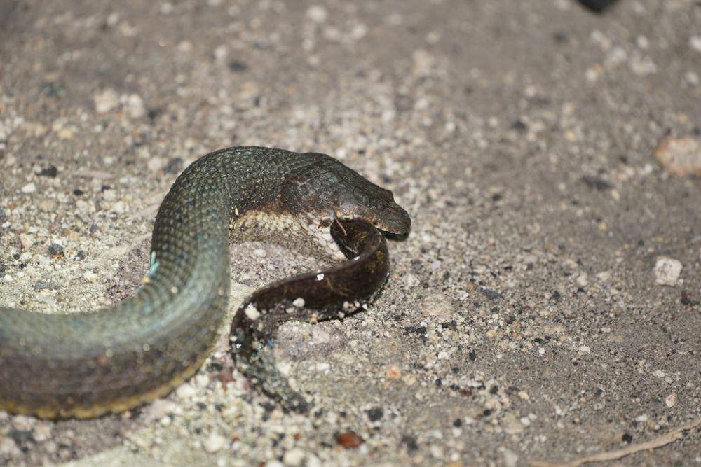Ular kadut payau (inaturalist.org/pasteurng)