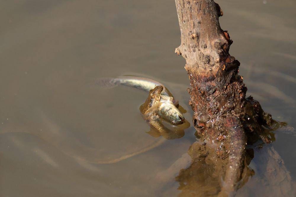 Ular kadut payau (inaturalist.org/ayuwat)