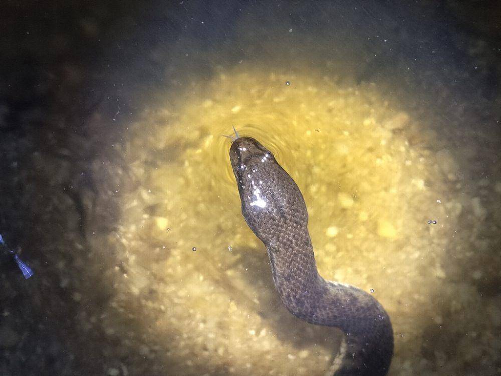 Ular kadut payau (inaturalist.org/primanda_vt)