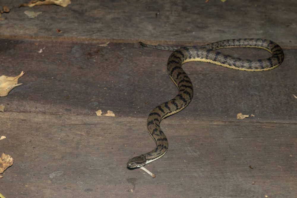 Ular kadut payau (inaturalist.org/muangpaisuetrong)