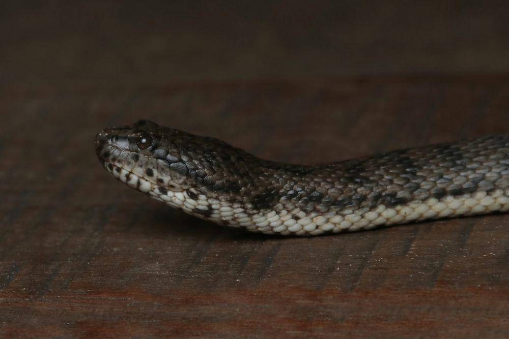 Ular kadut payau (inaturalist.org/thepazzzzz)