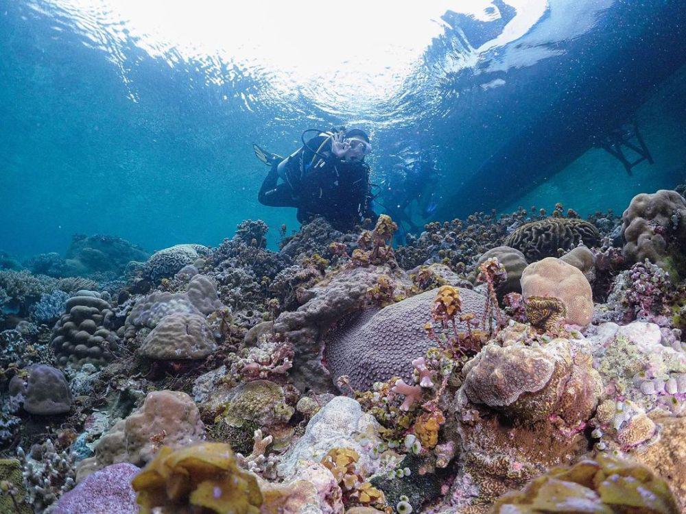 5 Spot Diving Terbaik di Pulau Wangiwangi Wakatobi
