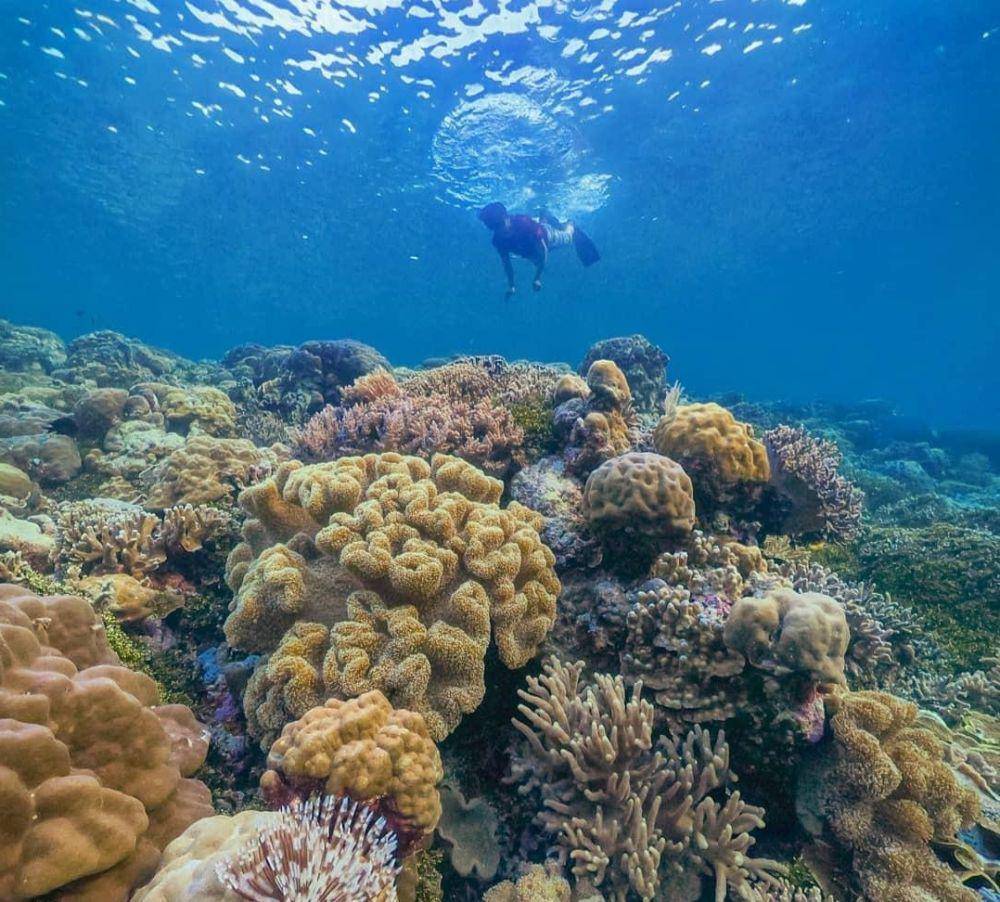 Ilustrasi spot menyelam di Wakatobi (instagram.com/amalhermawan)