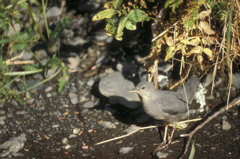 American dipper (commons.m.wikimedia.org/Bob Olendorf, USFWS)
