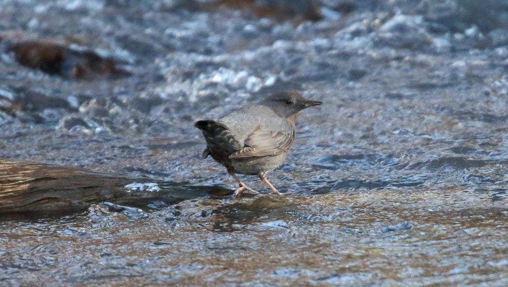 American dipper (commons.m.wikimedia.org/Dominic Sherony)
