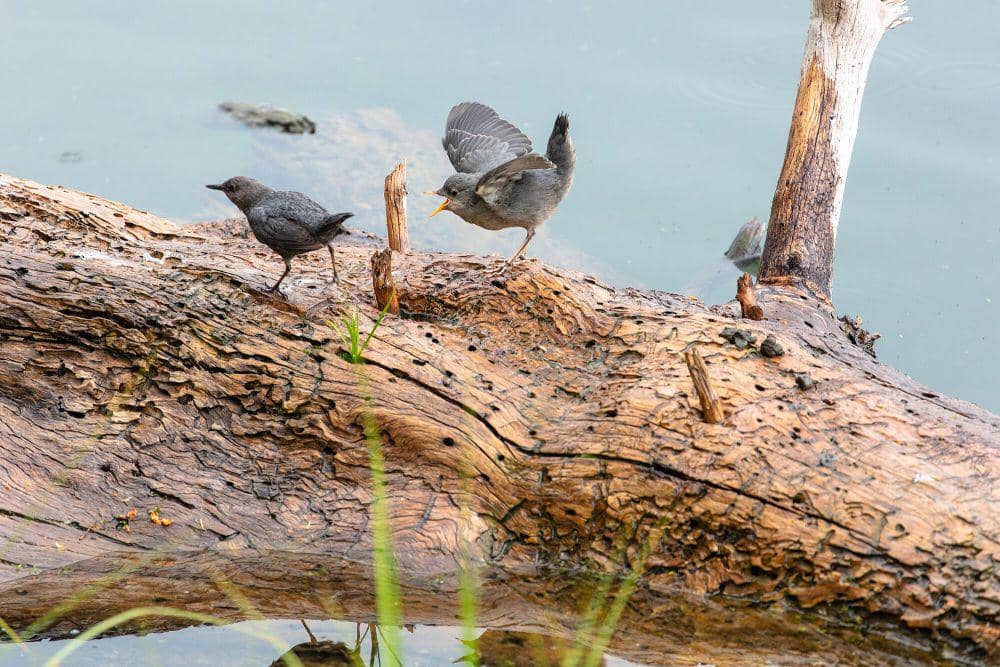 American dipper (commons.m.wikimedia.org/Yellowstone National Park)