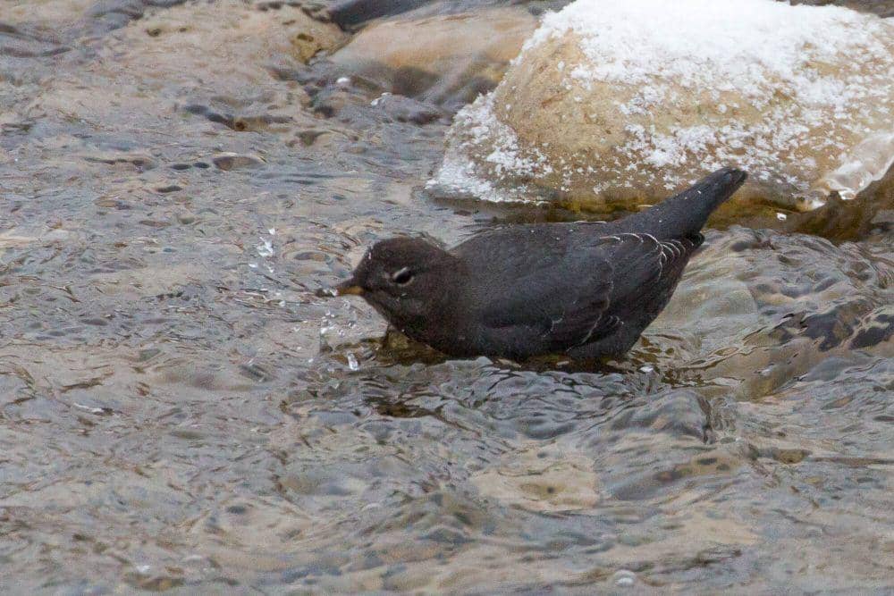American dipper (commons.m.wikimedia.org/David A Mitchell)
