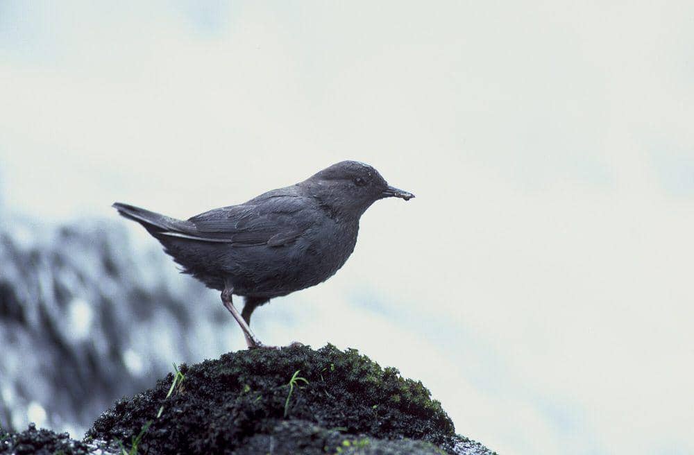 6 Fakta Menarik American Dipper, Mereka Sangat Pandai Berenang!