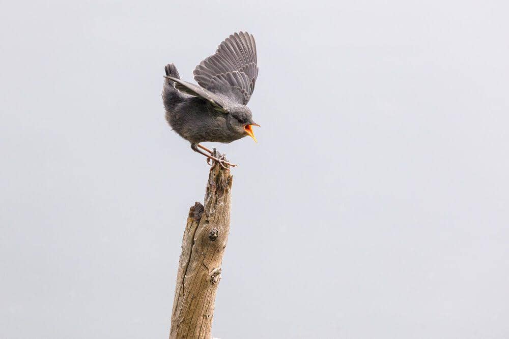 American dipper (commons.m.wikimedia.org/Yellowstone National Park)